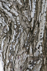 Old tree trunk wooden background