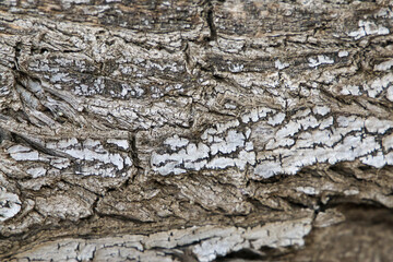 Old tree trunk wooden background