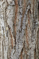 Old tree trunk wooden background