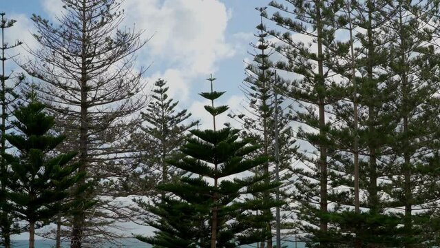 A view of tall trees on the coast of Scarborough beach in Perth, Western Australia