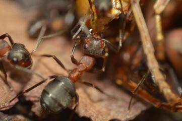 Mrówka rudnica podczas pracy - obrazy, fototapety, plakaty