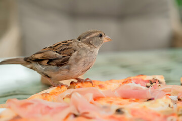 sparrows eat pizza in coffee. street birds eat pizza