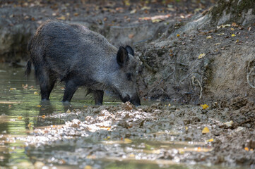 Sus scrofa - Wild boar - Sanglier d'Eurasie - Sanglier d'Europe