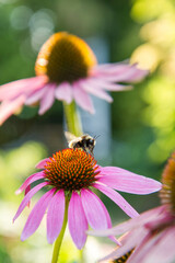 Bee on the Echinacea flower