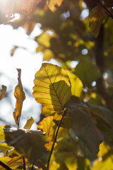 Obraz premium Red Beech tree leaves seen upwards against the sky