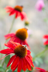 Bee on the Echinacea flower