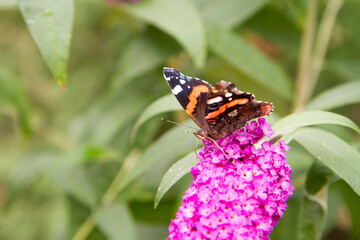 The red admiral butterfly on the Buddleja davidii blooming plant