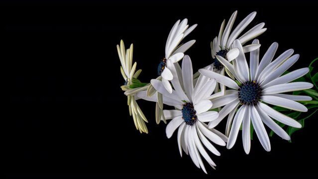 Beautiful bouquet of white daisies blooming on black background. Easter, Birthday, Happy Women's Day, Mother's Day. Vertical video