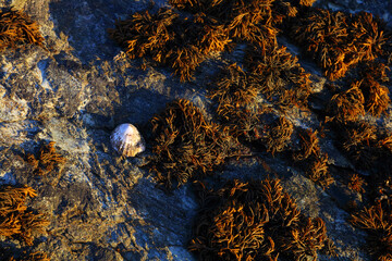 Close up of a Shell and Sea Weed