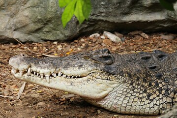 Least Concern Saltwater Crocodile or Crocodylus porosus