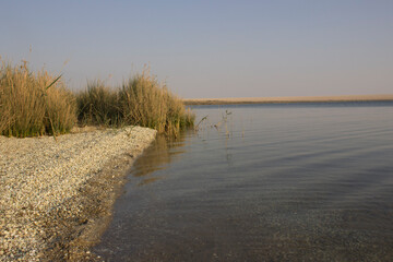 Reed On the shores of The Magic Lake in Fayoum - Egypt