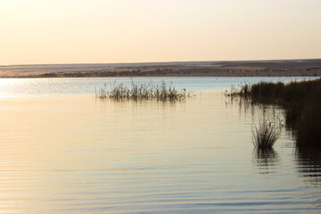 Reed On the shores of The Magic Lake in Fayoum - Egypt