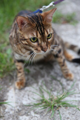 Naklejka na ściany i meble Bengal domestic cat on a walk in a collar and on a leash