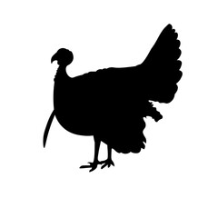 black turkey vector illustration