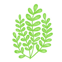 green seaweed leaf watercolor illustration