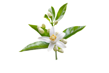 Orange blossom branch with white flowers, buds and leaves isolated transparent png. Neroli citrus bloom.