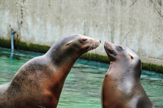 SeaLions at the zoo