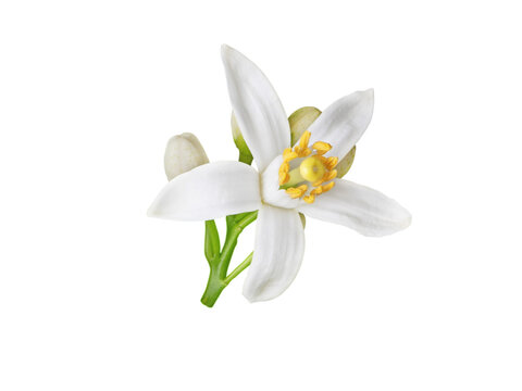 Fototapeta Orange blossom white flower and buds isolated transparent png. Neroli citrus bloom.