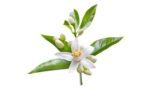 Orange blossom branch with white flowers, buds and leaves isolated transparent png. Neroli citrus bloom.