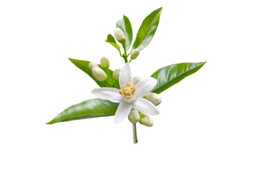 Orange blossom branch with white flowers, buds and leaves isolated transparent png. Neroli citrus bloom.