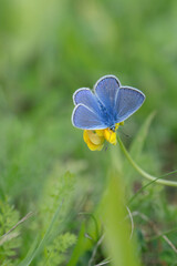 Male common blue butterfly (Polyommatus icarus).
