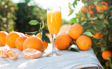 still life of juicy oranges and juice on table in orange garden
