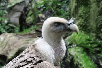 portrait of a vulture