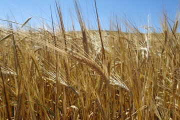 World barley production, barley cultivation and barley harvest, barley farming in continental climate, images close up,