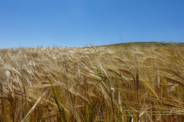 Fototapeta na wymiar ripening barley ears, light green barley ears, barley plant in continental climate,