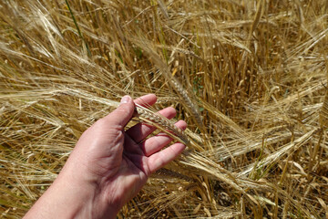 barley ears images, barley farming and barley harvest time, barley farming in continental climate,