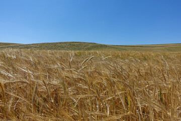 barley ears images, barley farming and barley harvest time, barley farming in continental climate,