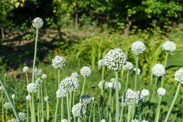 Fototapeta premium Onion plant that begins to seed, onion for seed, onion plant planted for seed in the garden,