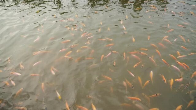 Close-up of a freshwater pond for fish farming and development containing many small to large red tilapia in a clear pond, slow motion footage showing fish movement on the water surface