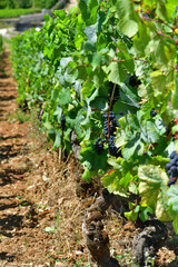 Burgundy, France. Vineyards of Nuits-Saint-Georges. August 9, 2022.