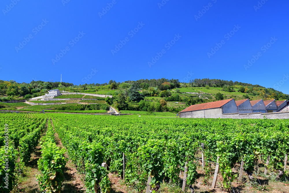 Wall mural burgundy, france. vineyards of nuits-saint-georges. august 9, 2022.