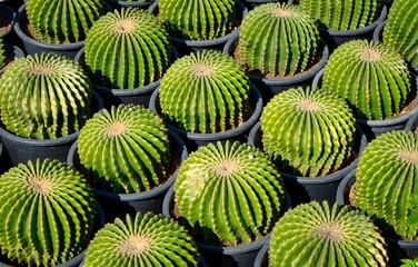 Fototapeta premium cactus in a pot