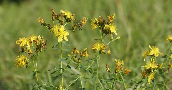 The flowers of Hypericum perforatum, known as St. John's wort