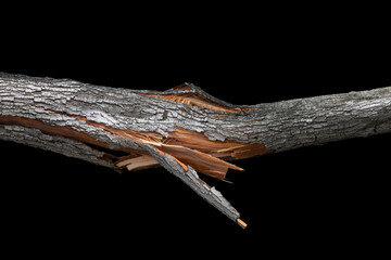 Tree with broken trunk isolated on black background with clipping path.