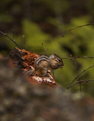 chipmunk on tree