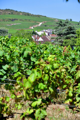 Burgundy, France. Vineyards of Nuits-Saint-Georges. August 9, 2022.