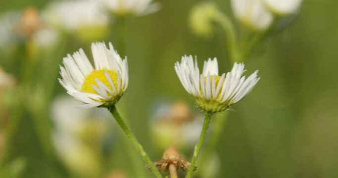 The flowers of Erigeron annuus, the annual fleabane