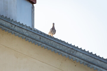 Homing pigeon standing on a building rooftop during daytime