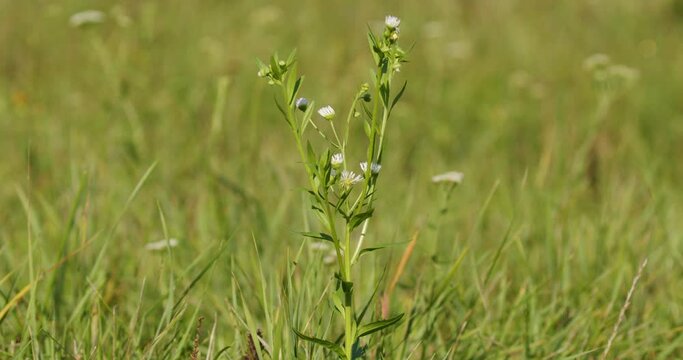 The flowers of Erigeron annuus, the annual fleabane