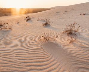 sand dunes with small plants in the desert