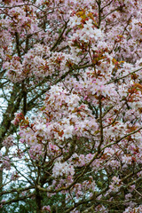 Cherry blossom of Prunus serrulata var. hupehensis (Chinese hill cherry) in a garden in Devon, UK