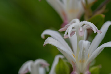 満開の白いホトトギスの花
