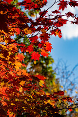 赤く色づいたハウチワカエデ
