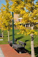 秋の銀杏の木と木製のベンチ
