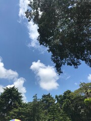 trees and sky