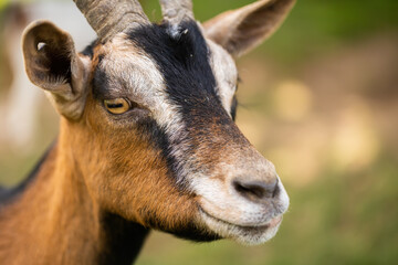 Close-up of goat looking aside on a farmland. Detailed view of domestic animal with horns. Furry mammal watching around in vertical composition.
